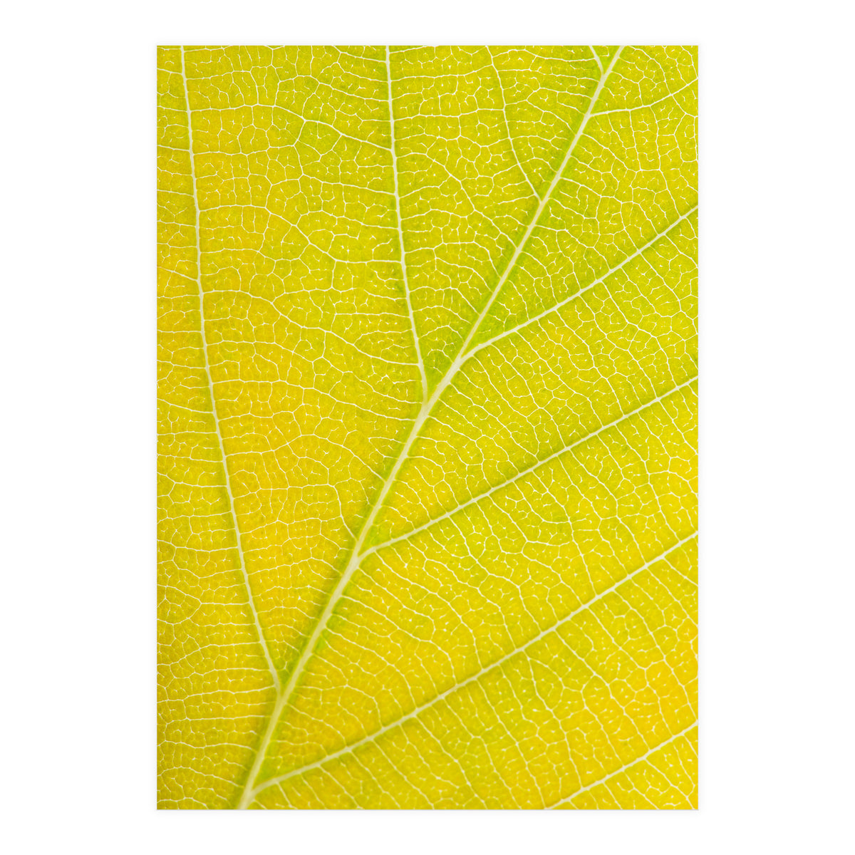 Autumn Leaf (Print Only)