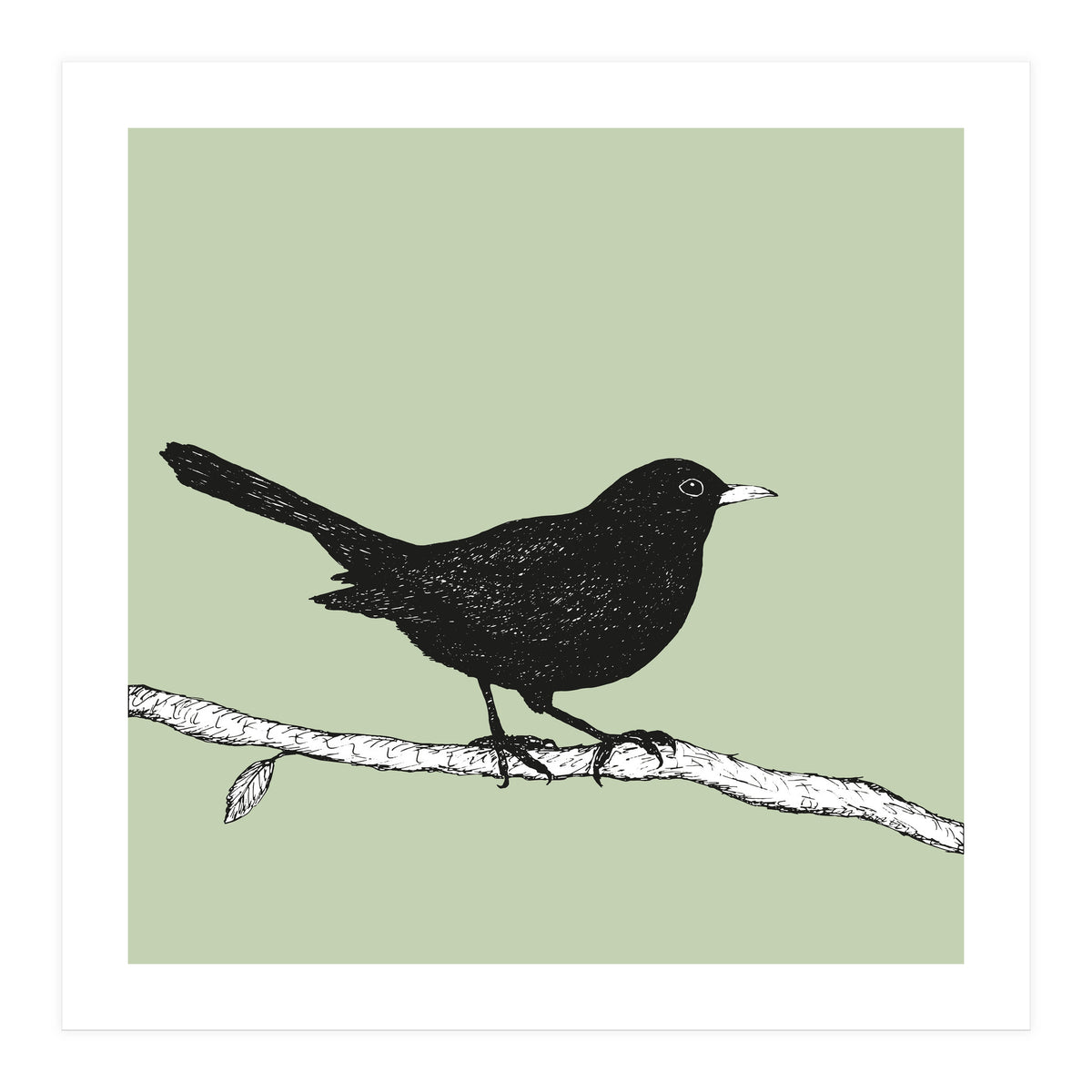 Blackbird pen drawing (Print Only)