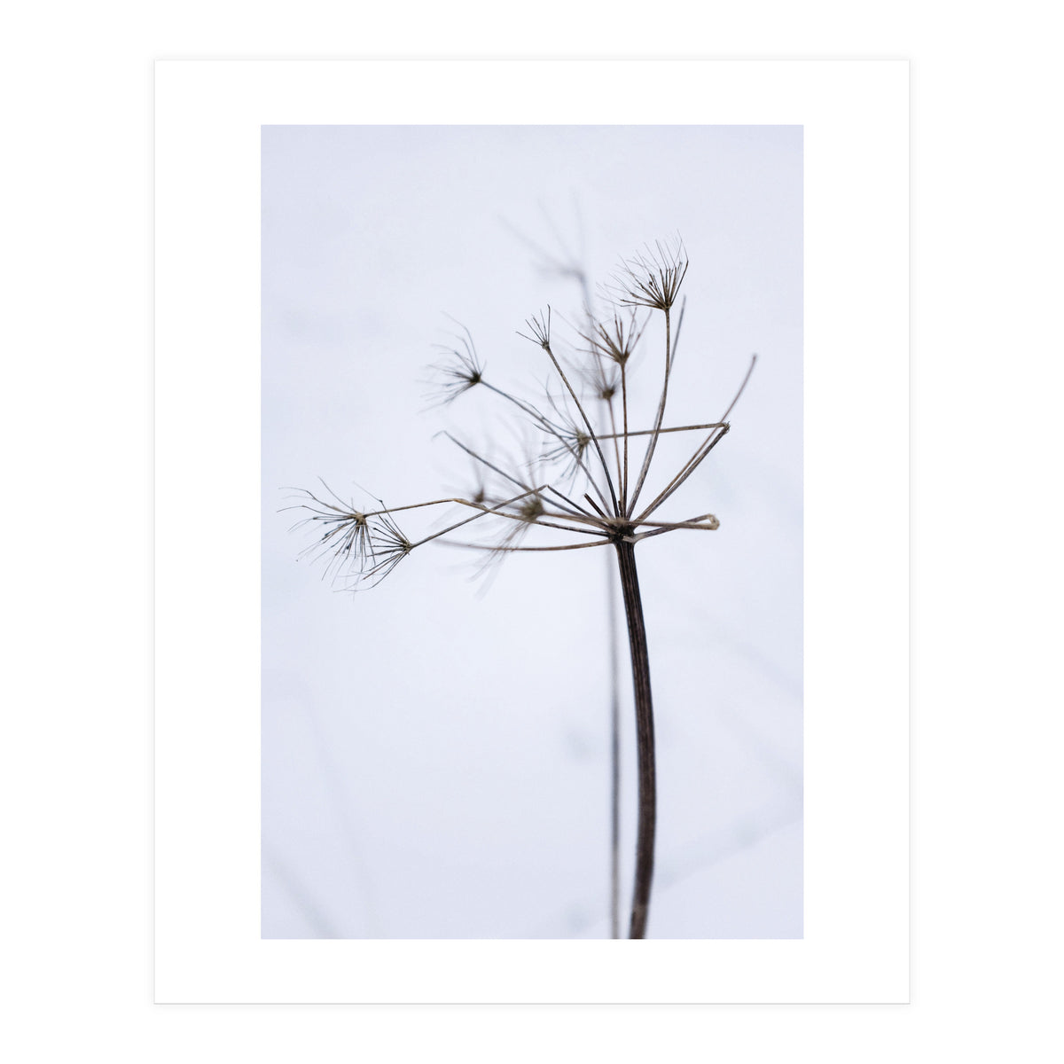 Wildflower in Winter (Print Only)