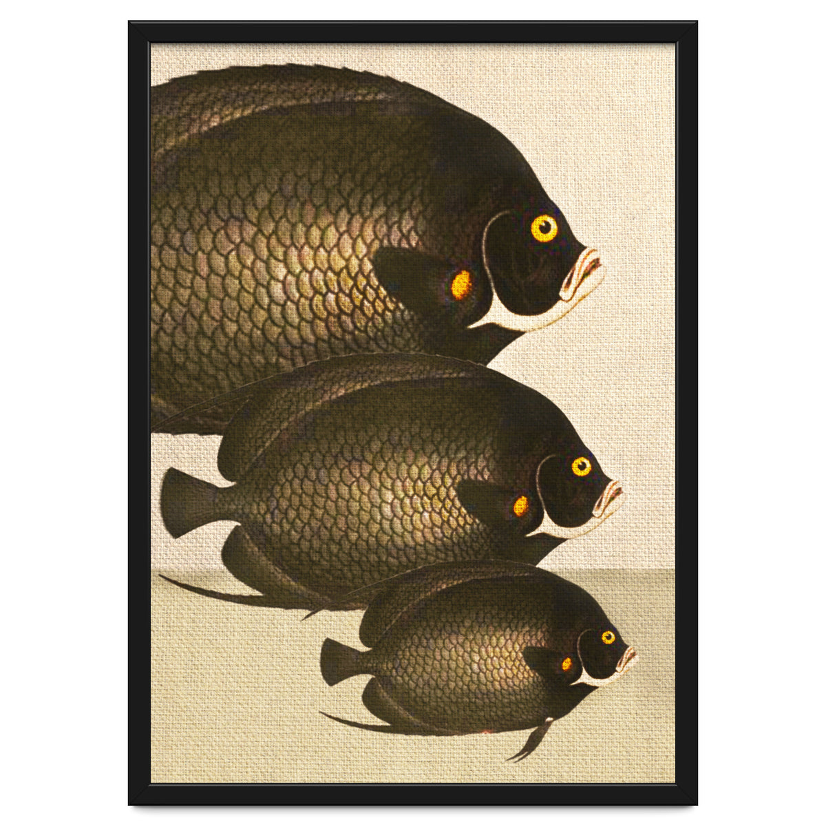 Fish Classic Designs 11