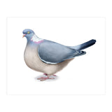 Wood Pigeon (Print Only) thumbnail
