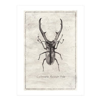 Cyclommatus Metalifer Finae (Print Only)