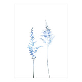 Blue Astilbe (Print Only) thumbnail