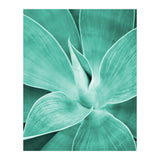 Agave (Print Only) thumbnail