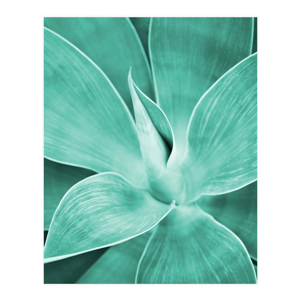 Agave (Print Only)