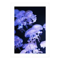 Jellyfish (Print Only)