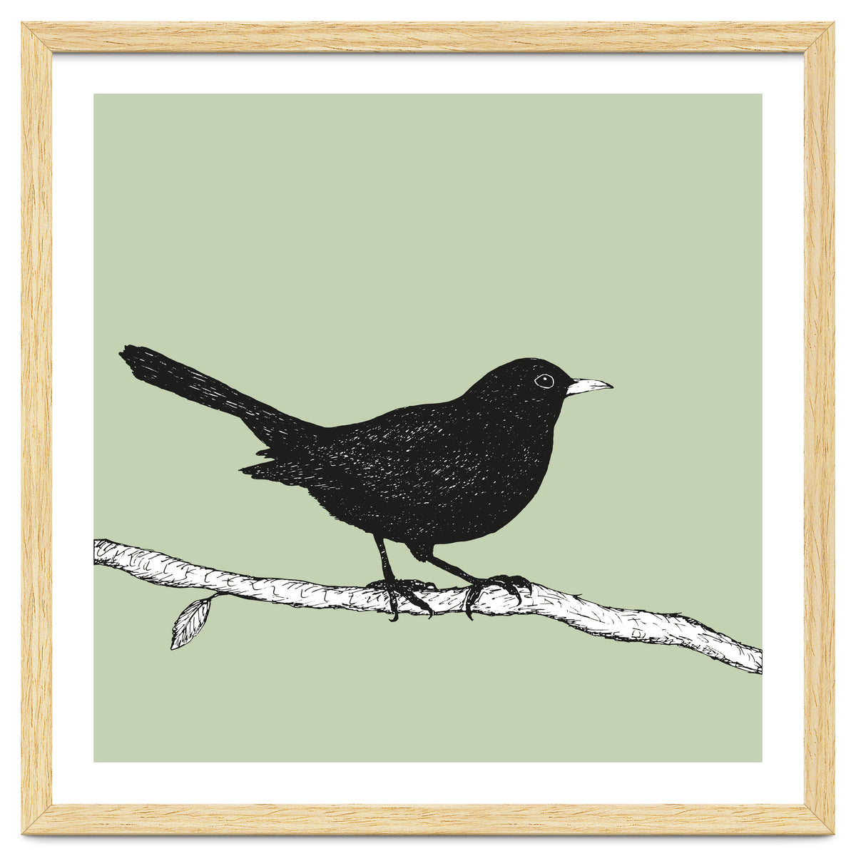 Blackbird pen drawing