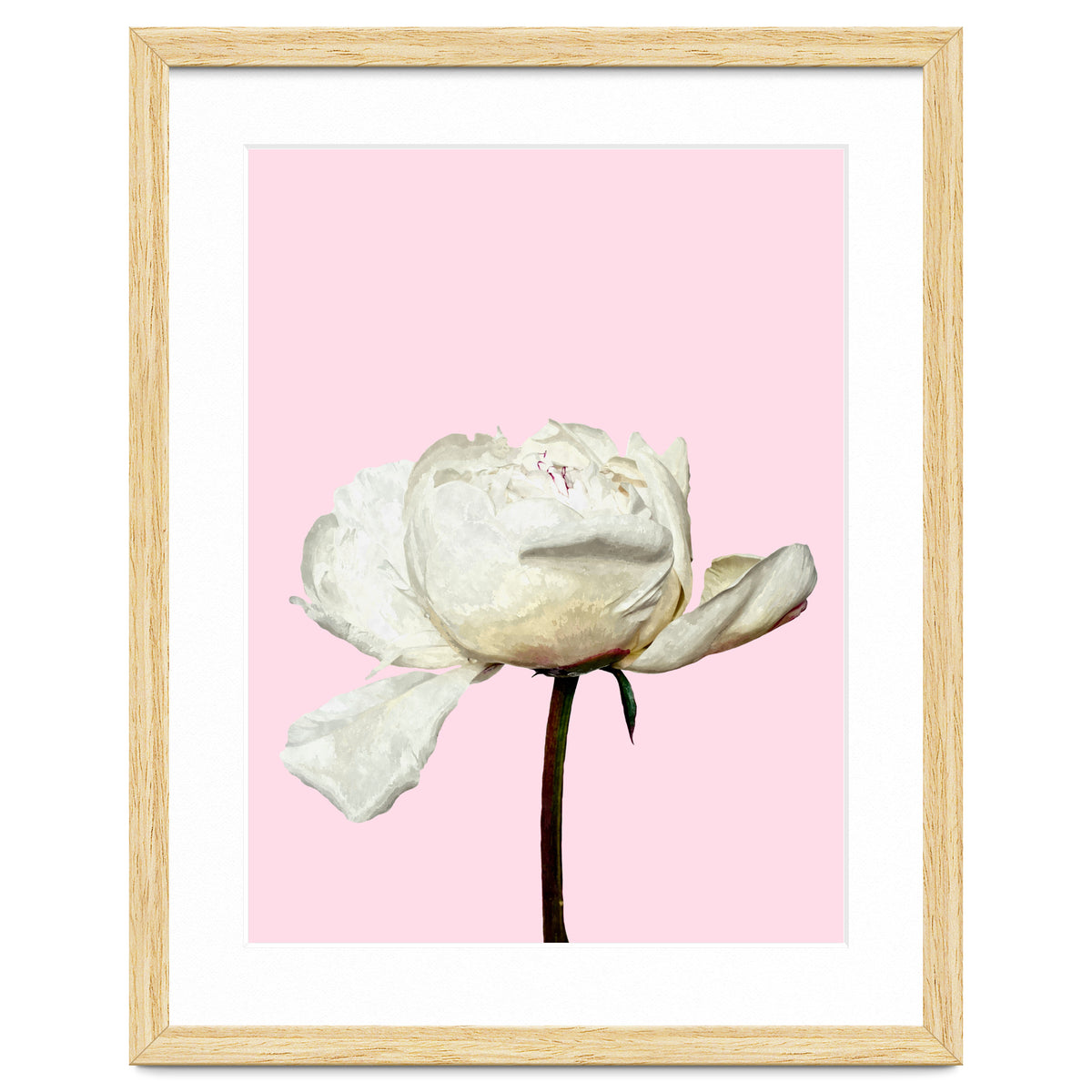 White Peony Pink Background
