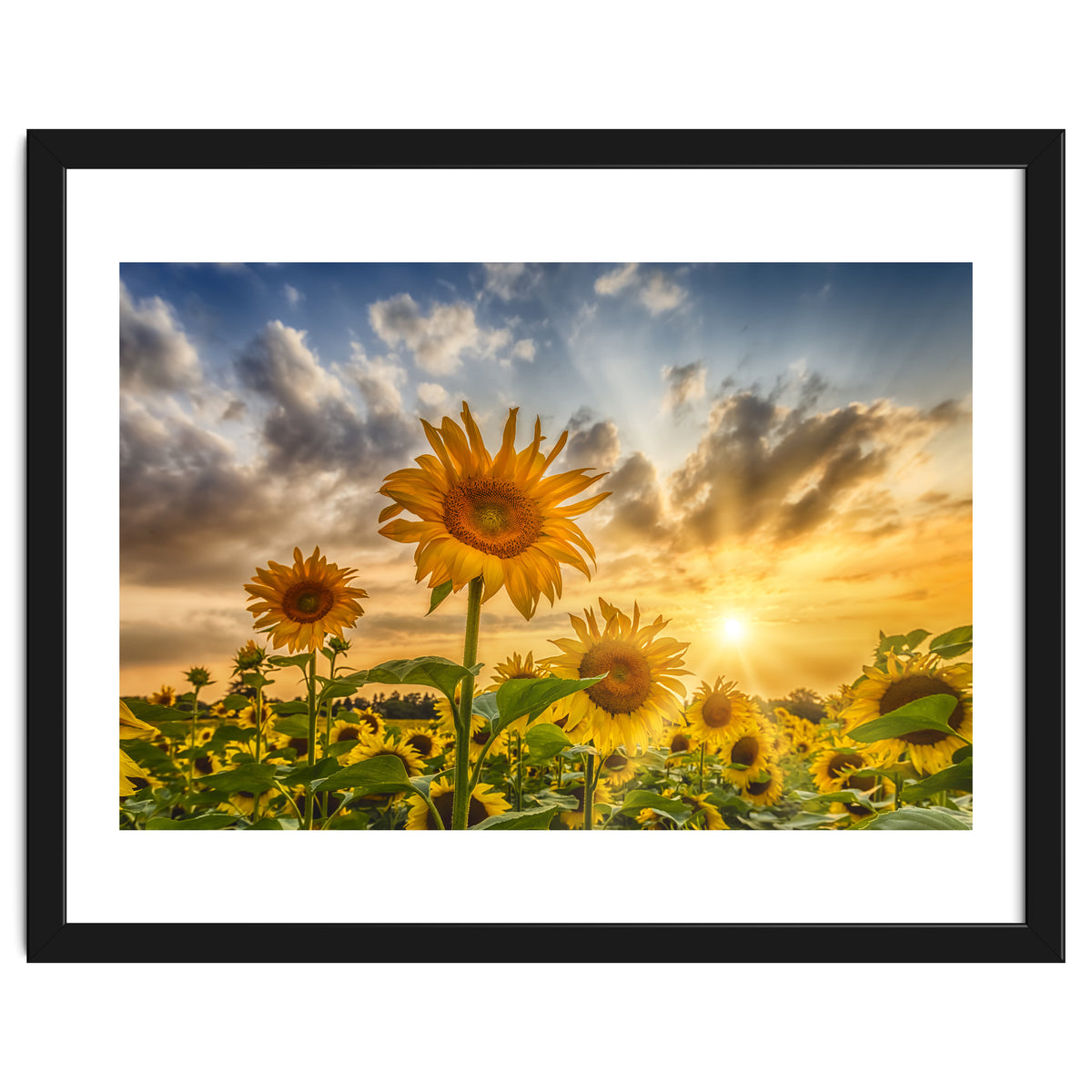 Lovely sunflowers in sunset