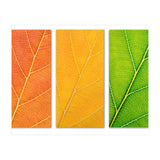 Autumn Leaves (Print Only) thumbnail