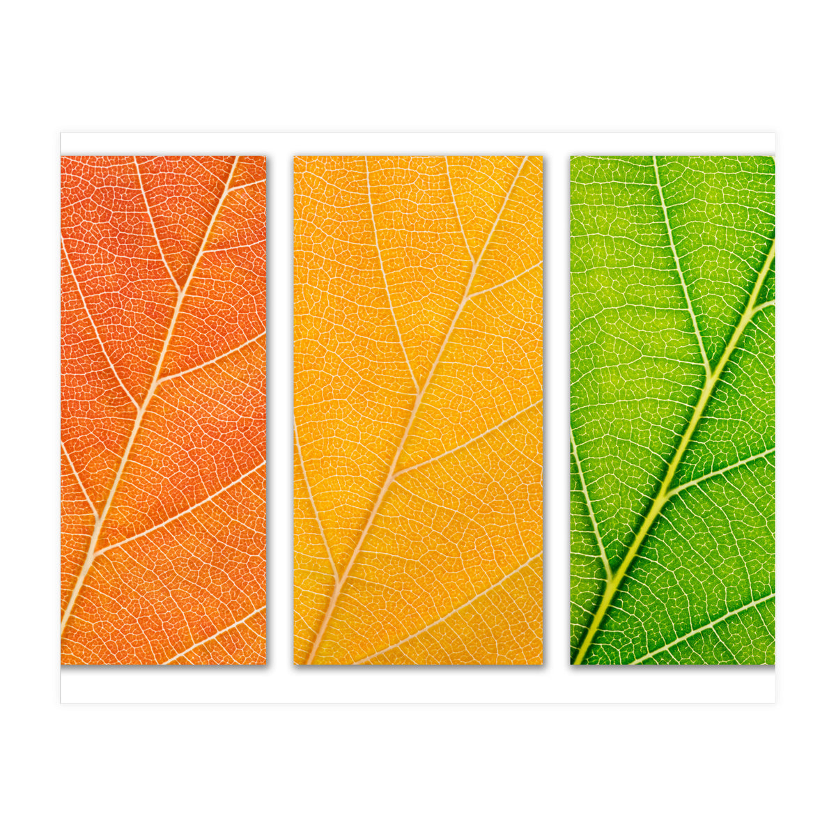 Autumn Leaves (Print Only)
