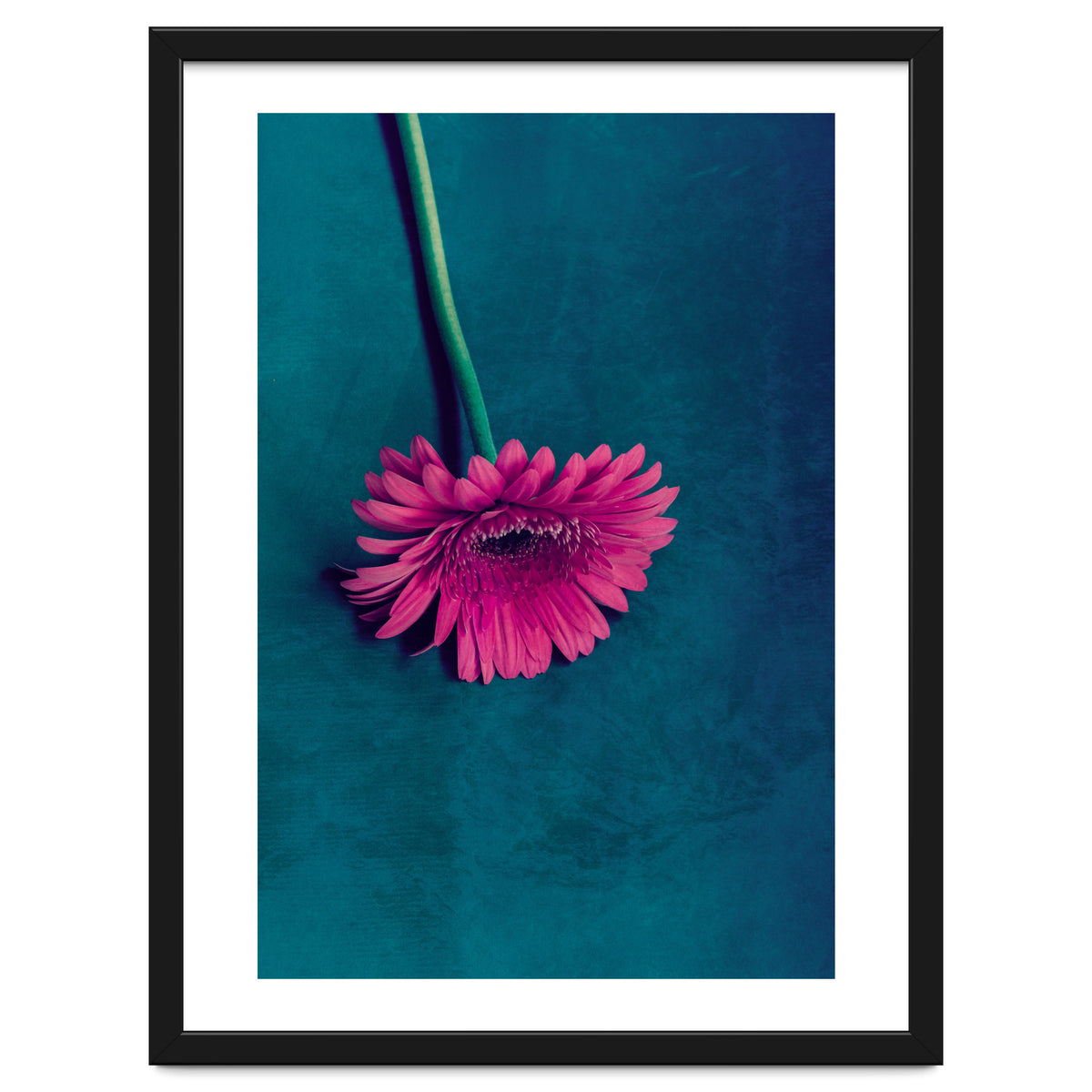 Gerbera for love