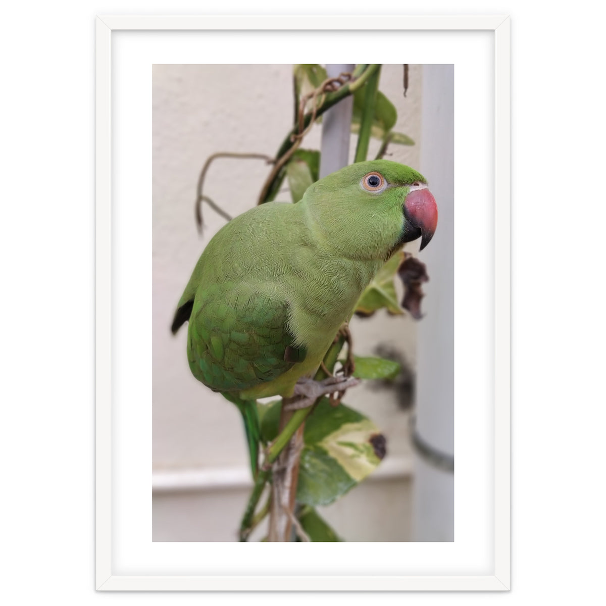 Dazzling Indian Parrot