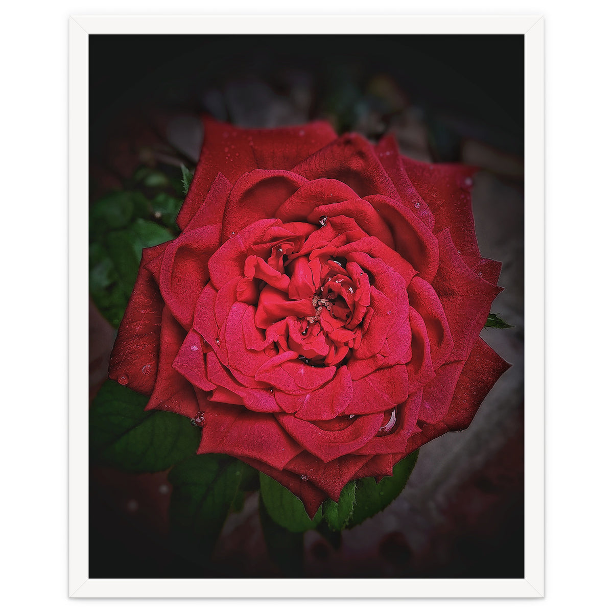 Red Rose