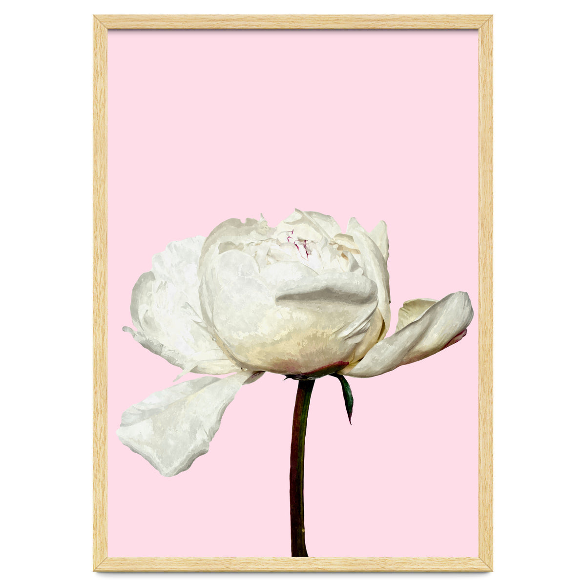 White Peony Pink Background