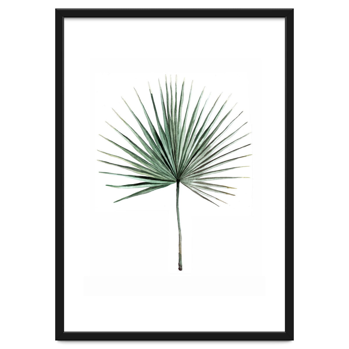 Botanical Illustration Fanpalm