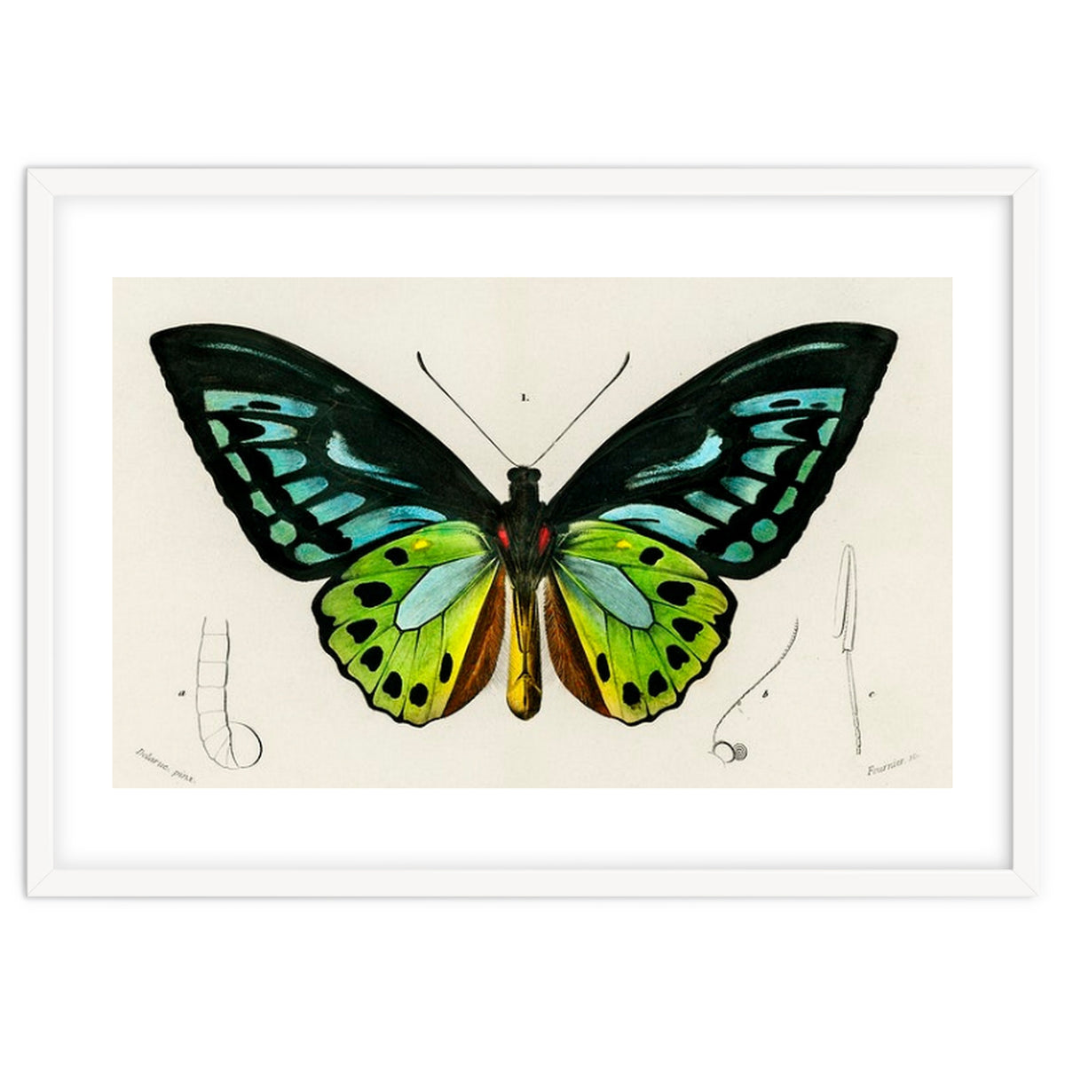 Green birdwing illustrated