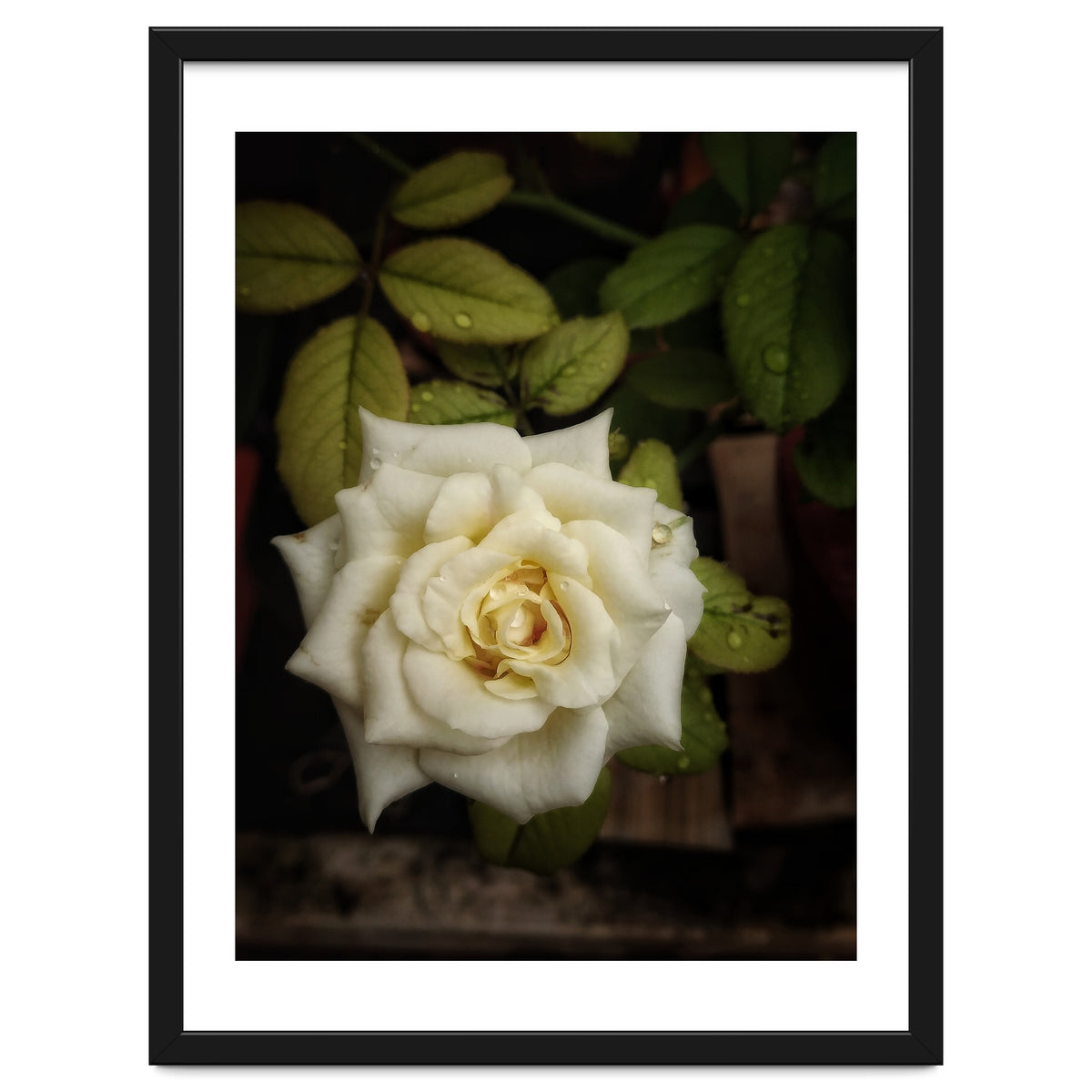 Beautiful Garden White Rose