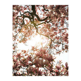 Magnolia tree (Print Only) thumbnail