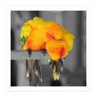 Two sun conures (Print Only)