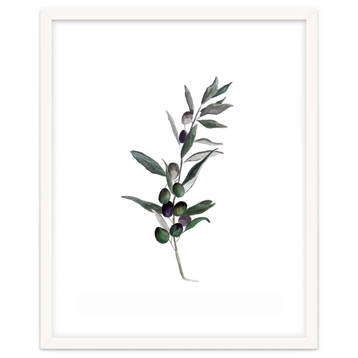 Botanical Illustration Olive