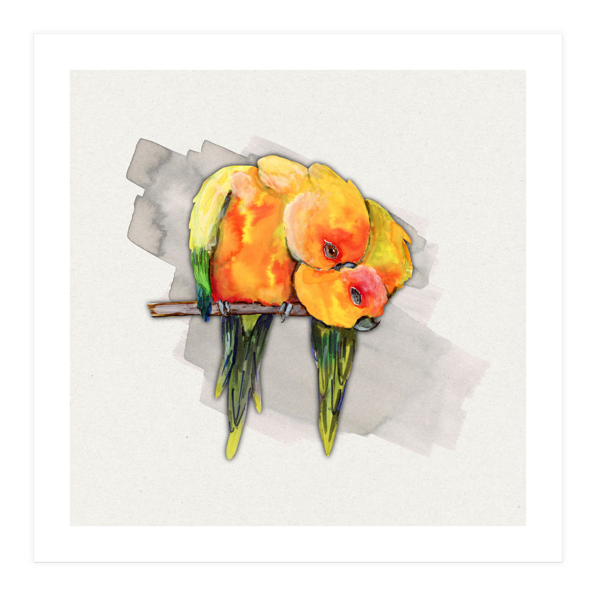 Two cuddling sun conures (Print Only)