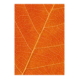 Autumn Leaf (Print Only) thumbnail