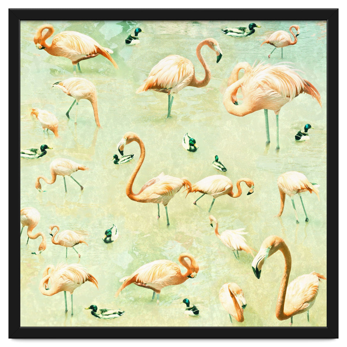 Flamingos