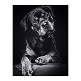 Black Dog (Print Only) thumbnail