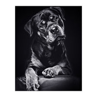 Black Dog (Print Only)