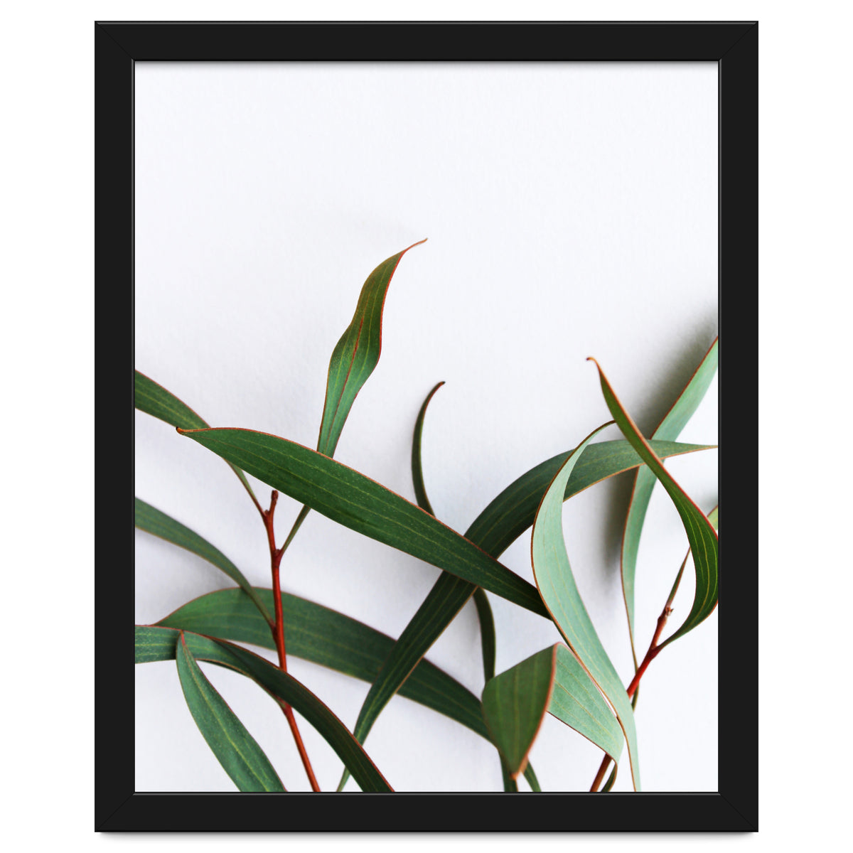 Green Eucalyptus leaves