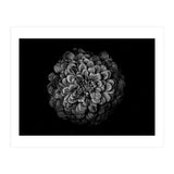 Backyard Flowers In Black And White 54 (Print Only) thumbnail