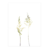 Neutral Astilbe (Print Only) thumbnail