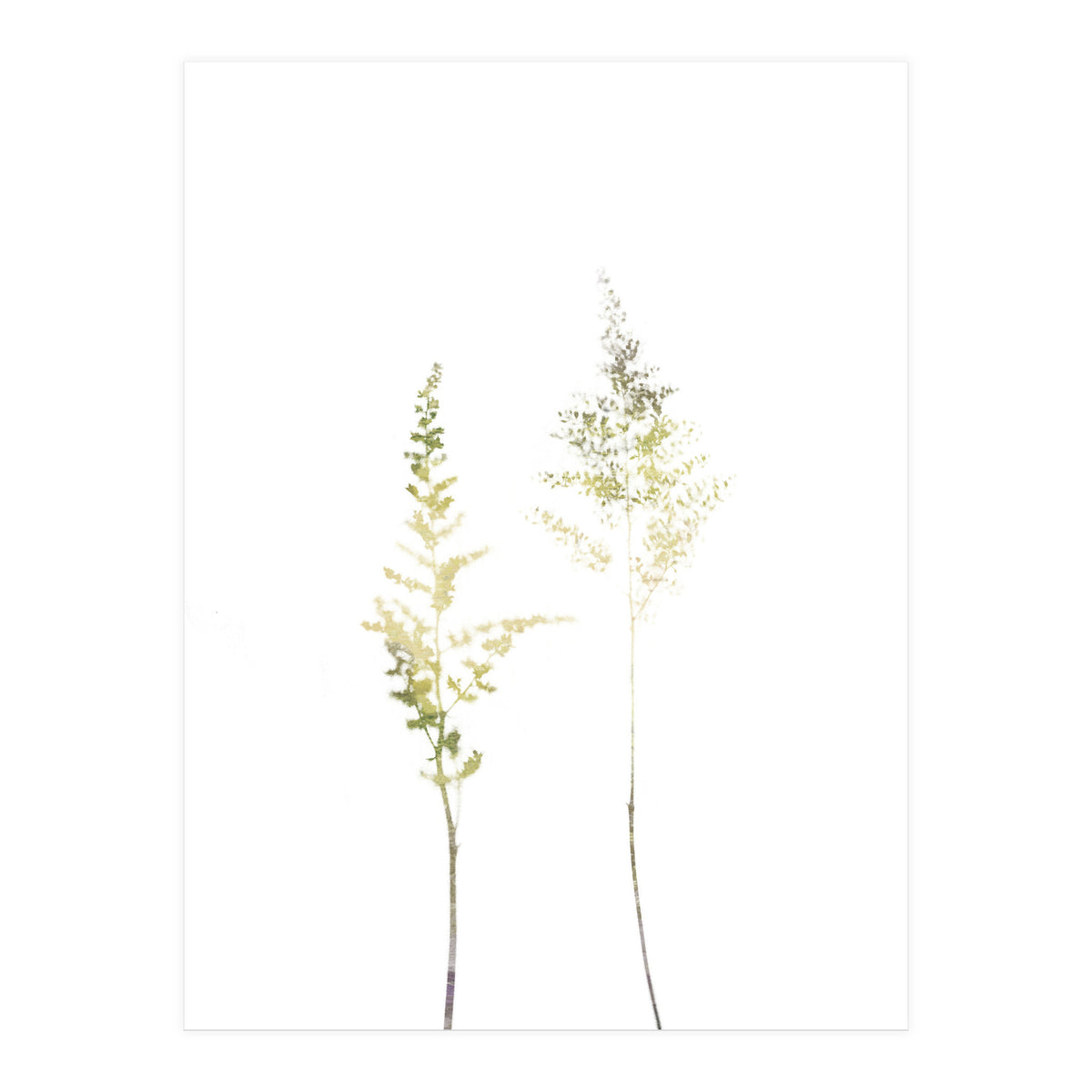 Neutral Astilbe (Print Only)