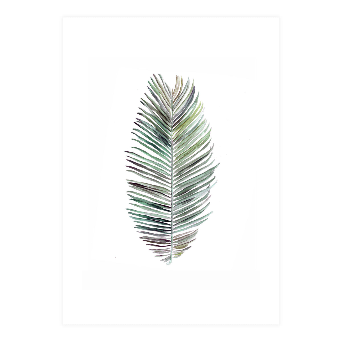 Botanical Illustration Cocos Palm (Print Only)