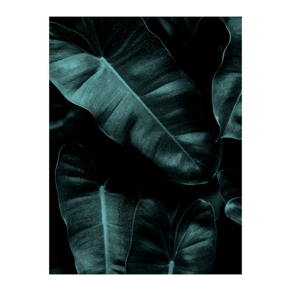 Dark Leafs (Print Only)