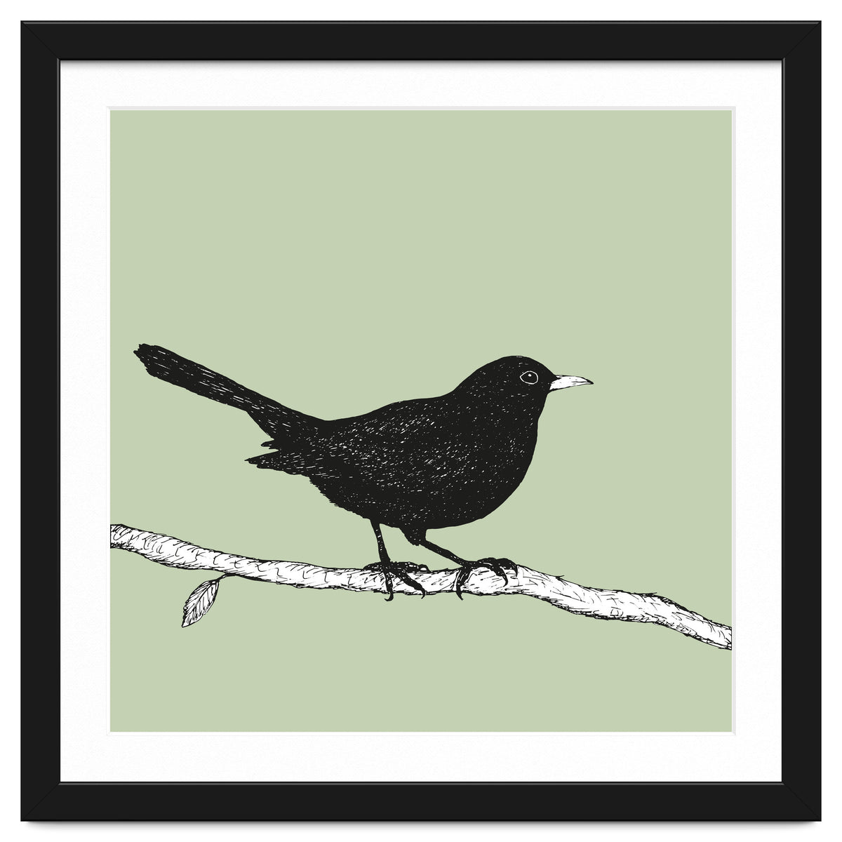 Blackbird pen drawing