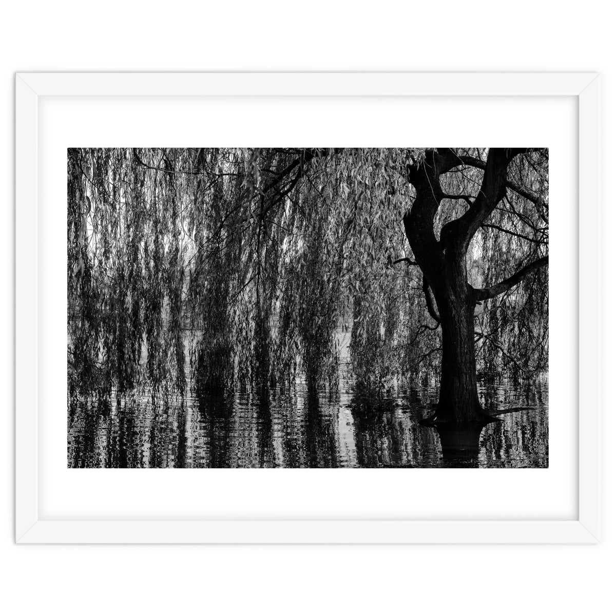Weeping Willow