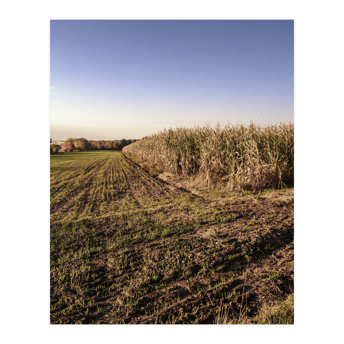 Bucolism 3 (Print Only)