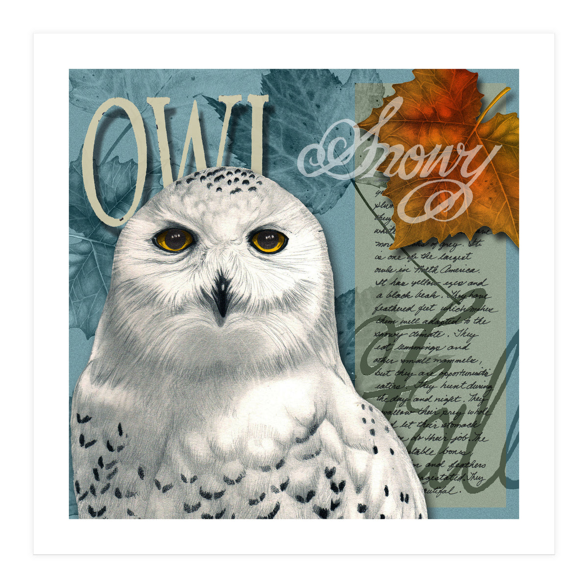Snow Owl (Print Only)