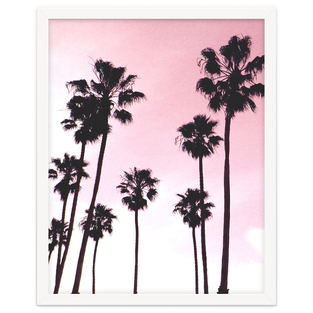 Palms & Sunset
