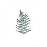 Botanical Illustration Silverfern (Print Only) thumbnail