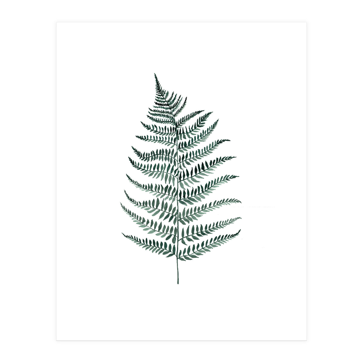 Botanical Illustration Silverfern (Print Only)