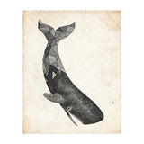 balena (Print Only) thumbnail
