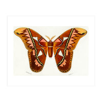 Attacus Atlas Moth illustrated  (Print Only)