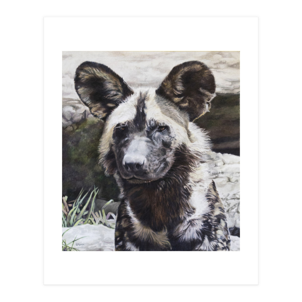 African Painted Dog II (Print Only)