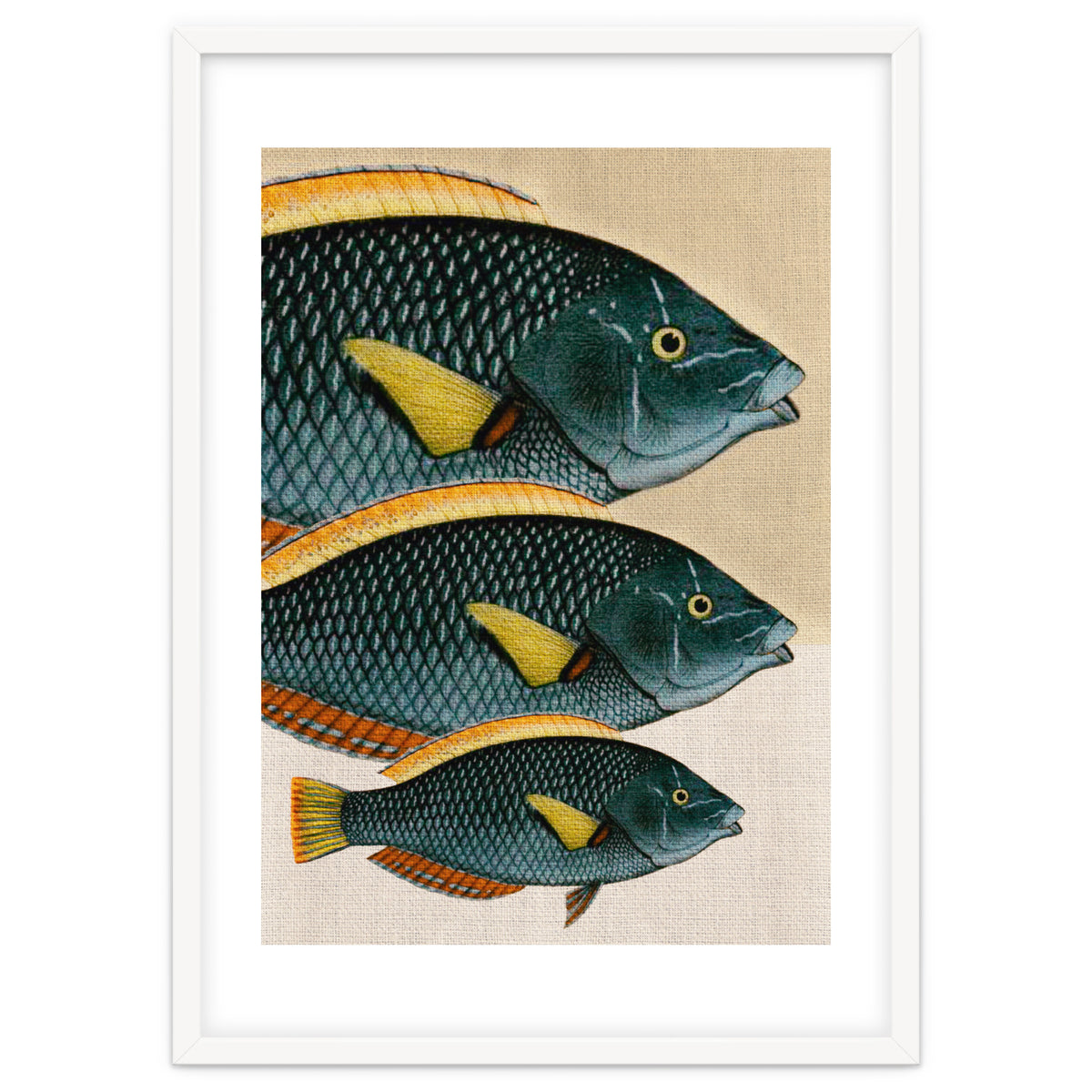 Fish Classic Designs 10