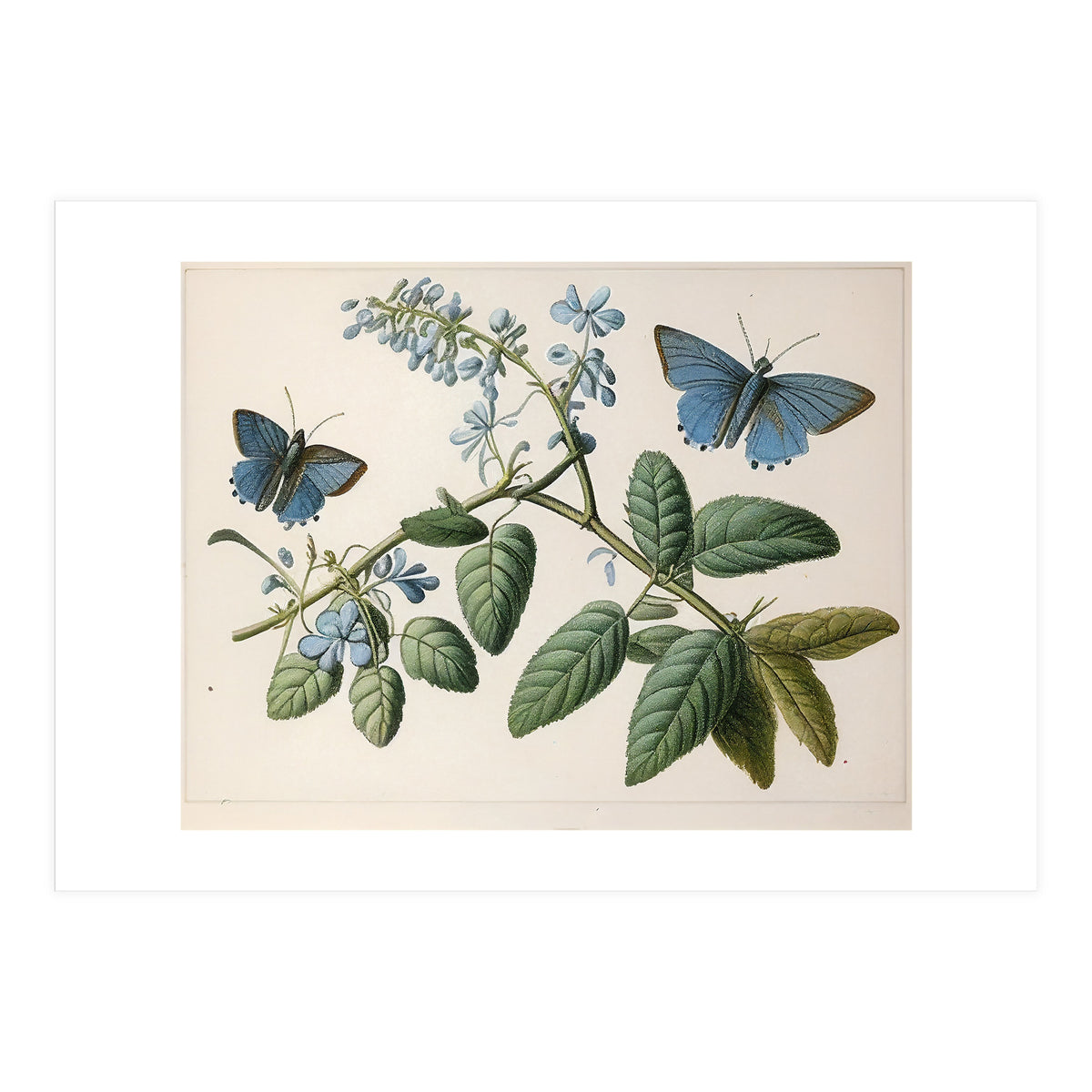 Butterflies Vintage Illustration (Print Only)
