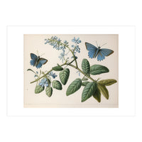 Butterflies Vintage Illustration (Print Only)
