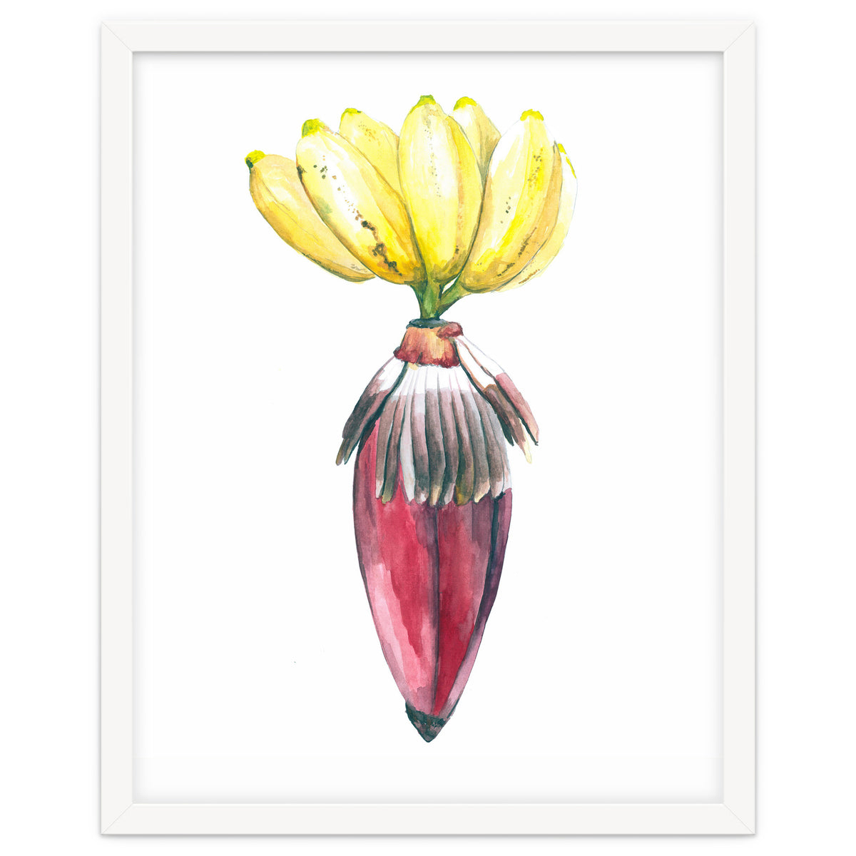 Botanical Illustration Banana